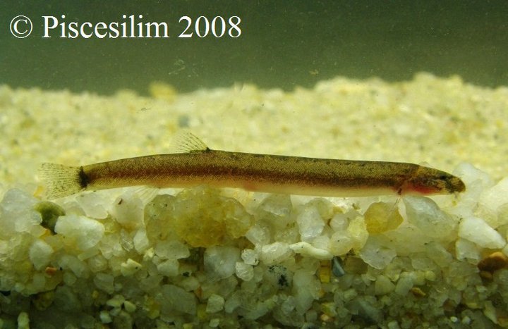 Specimen from Johor state, southern Peninsular Malaysia.