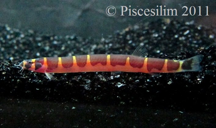 Specimen from Perak state, northwestern Peninsular Malaysia.