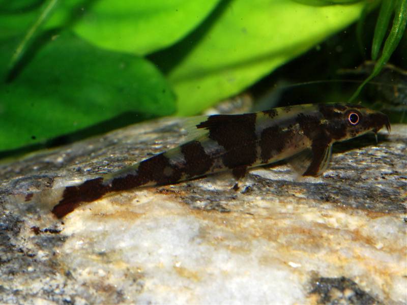The thick dark bar in the centre of the body, continuing into the dorsal-fin, is one of the diagnostic characters for this species.