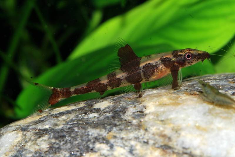 The paired fins are orientated vertically allowing the fish to balance on their tips when resting...