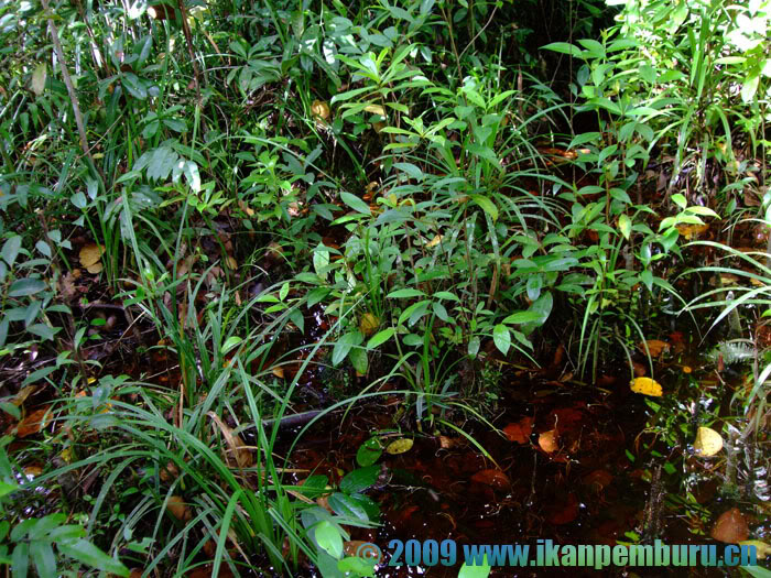 Habitat close to Mandor, Kalimantan Barat province, Indonesia, Borneo.