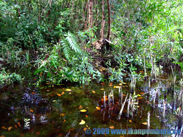 Another habitat close to Mandor and Anjugan.