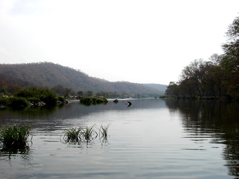 Habitat in the Cauvery River basin, near Muthati, Karnataka state, southern India.