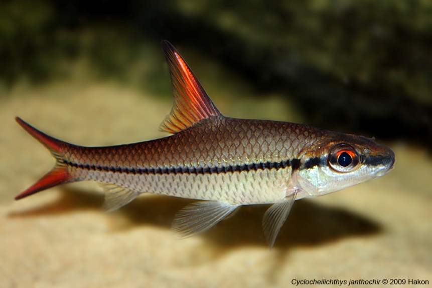 Subadult specimen beginning to show adult colour pattern.