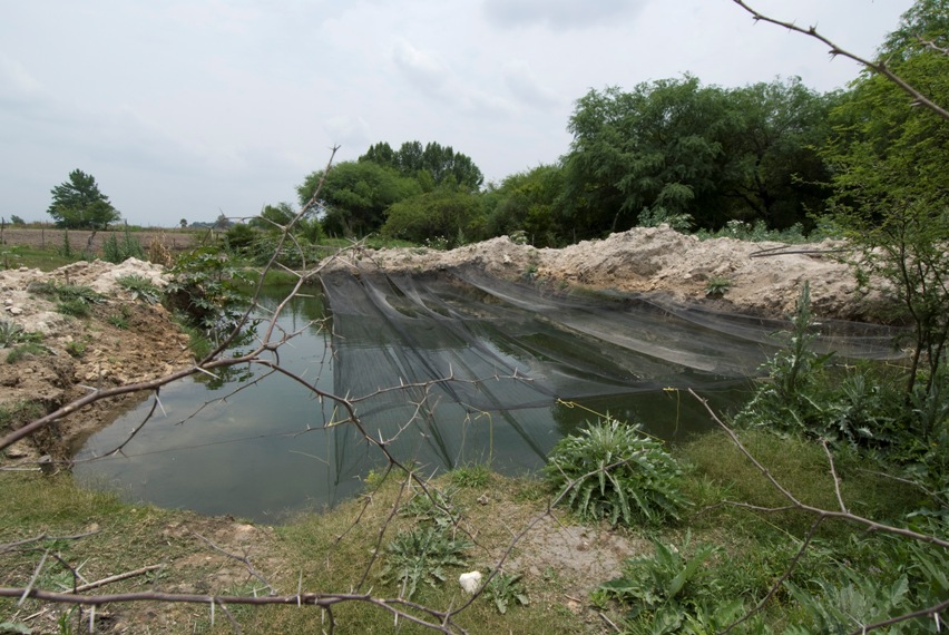 Non-native Tilapia are farmed close to the lagoon and have managed to enter...