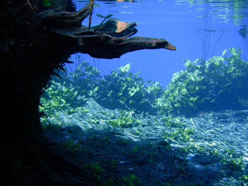 Aquatic vegetation consists mostly of Nymphaea spp. water lilies, and at certain times of year filamentous algae proliferates