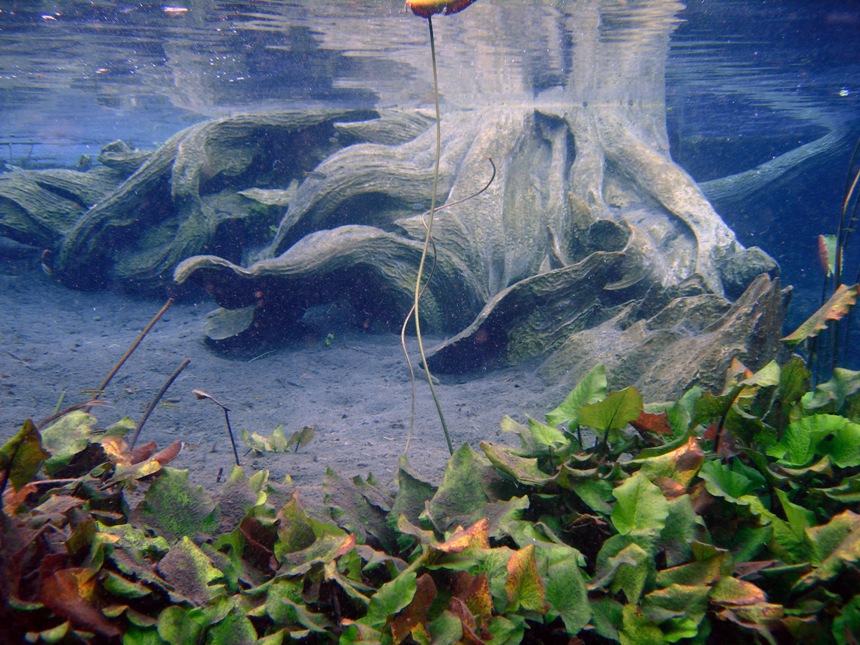 C. tesselatus is not abundant and tends to be found among vegetation, especially in the natural channel where submerged woody structures are also common.