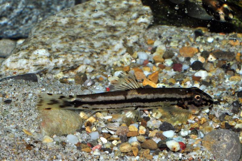 Adult with a strong lateral stripe.