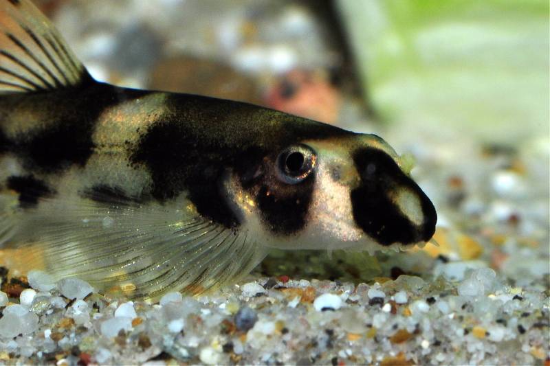 Head detail.