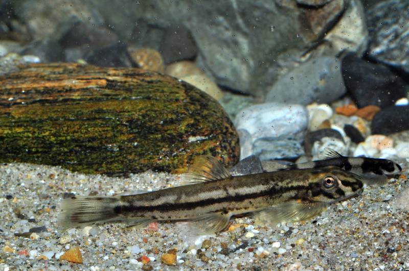 Laterally-striped adult individual in front, juvenile behind.