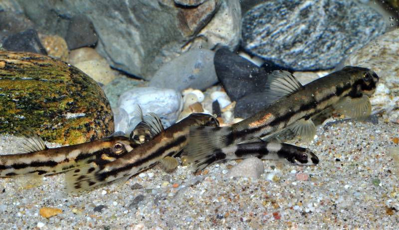 Juvenile in front with adults behind.