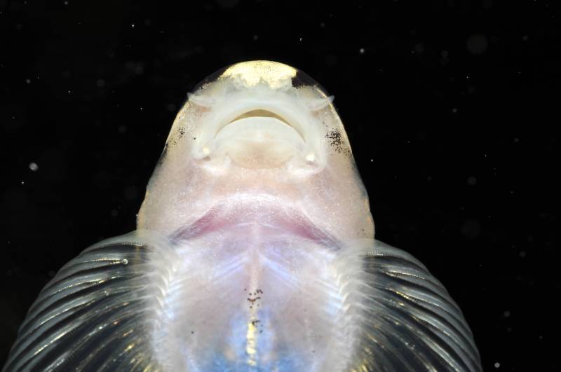 Ventral detail of head and anterior portion of body.