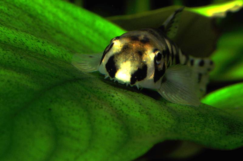 ...since like many other balitorid loaches this species is a grazer of biofilm...