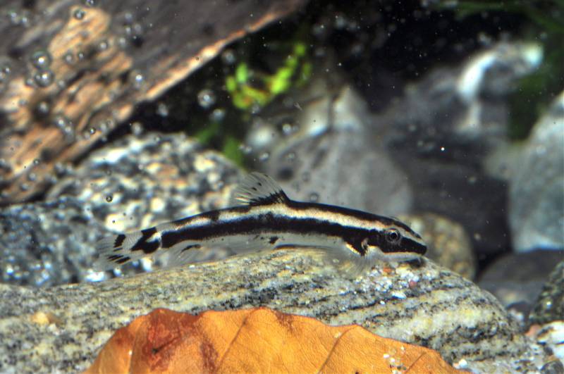 Some individuals develop a dark lateral stripe as they begin to mature...