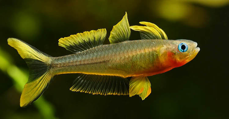 Adult male specimen from the aquarium trade; aggressive mood.