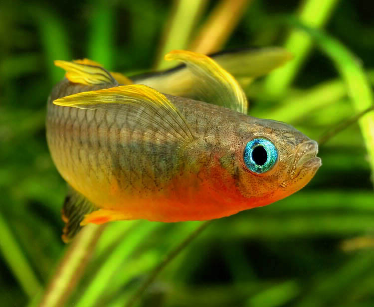 Detail of head and anterior portion of body.
