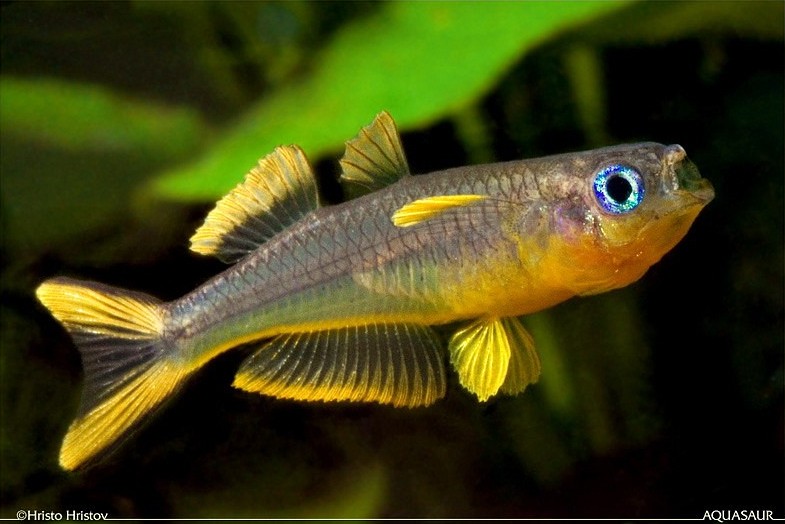 One character by which this species can be told apart from the similar P. connieae by possessaion of yellow, vs. whitish, colouration in the fins.