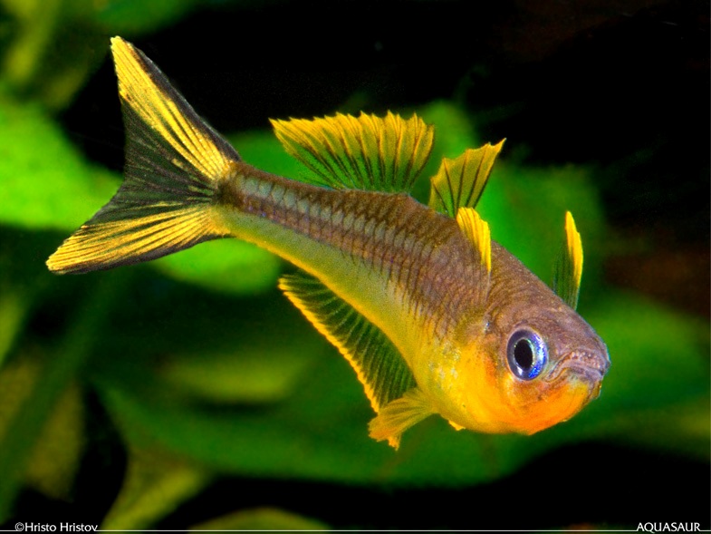 Adult male; aggressive mood.