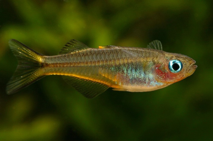 Adult female from the aquarium trade.