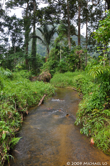 Stream habitat in eastern Sarawak state, Malaysia (Borneo).