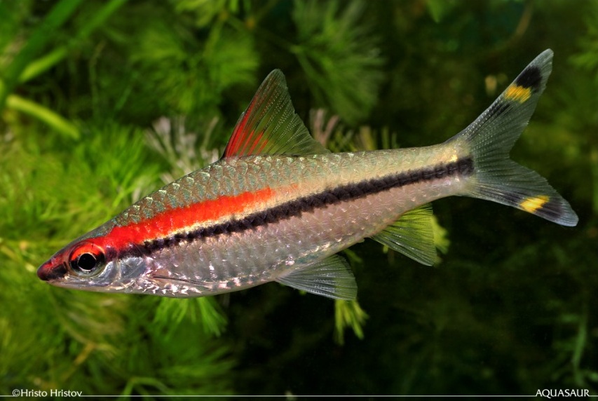 Subadult; commercial strain.