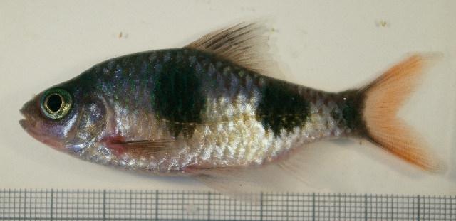 Subadult from the aquarium trade.