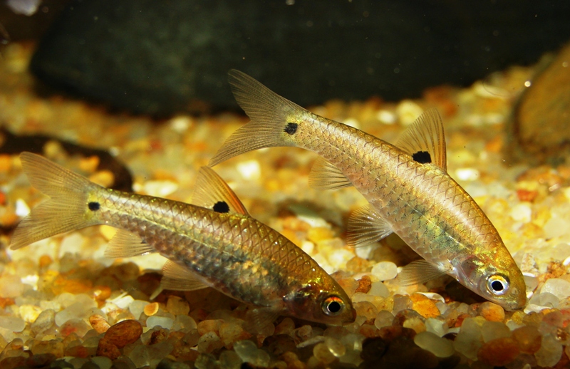 Wild specimens collected from the Thamirabarani River, Tamil Nadu state, India.