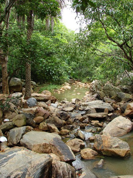 Habitat at Muthyala Maduvu (Pearl Valley), close to Bangalore, Karnataka state, southern India.