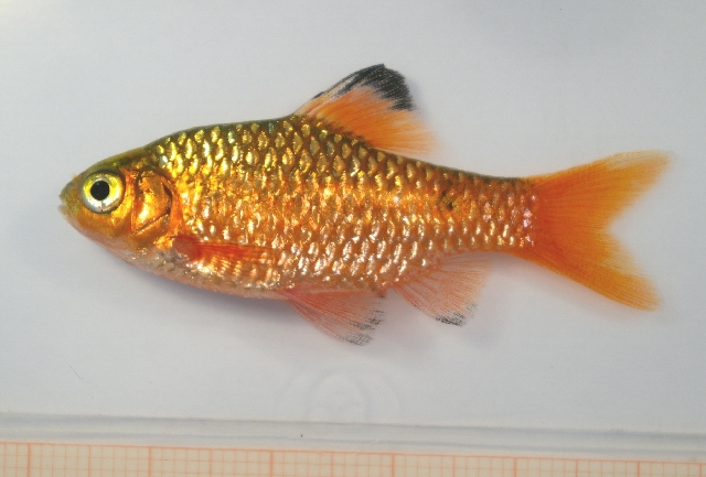 Adult male from the aquarium trade in spawning condition.