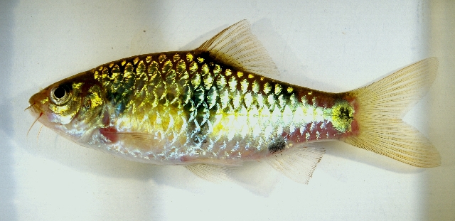 Another individual from the aquarium trade.