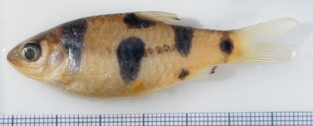 Preserved specimen.