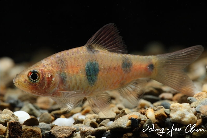 Subadult individual from the aquarium trade.