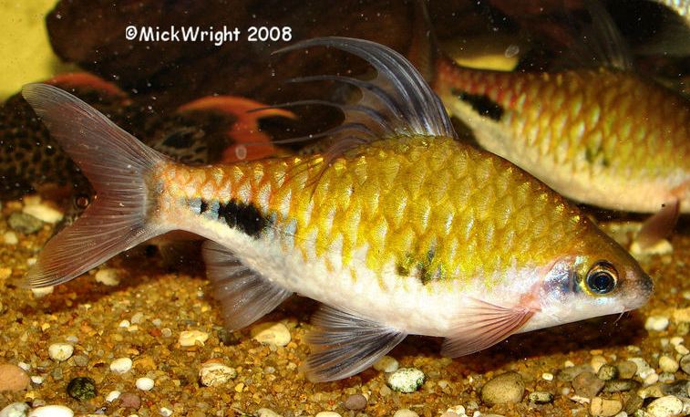 Specimen showing certain characteristics intermediate between D. exclamatio and D. assimilis.