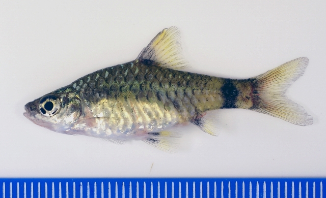 Adult female.