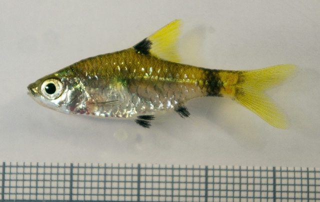 Typically-patterned male individual.