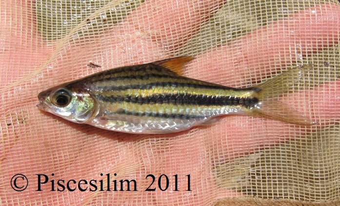 Freshly-collected individual from Perak state, Peninsular Malaysia.