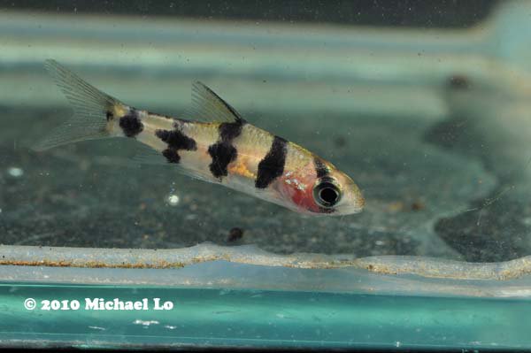 Juvenile from Sarawak state, Malaysia, Borneo.