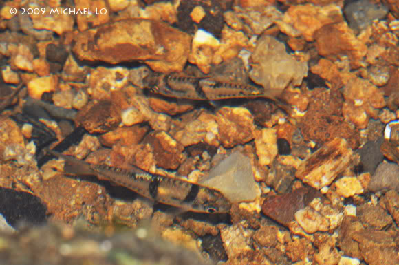 Two specimens pictured in their natural habitat close to Jambusan, Sarawak.