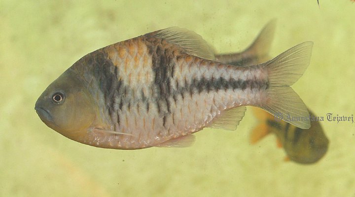 Adult male specimen.