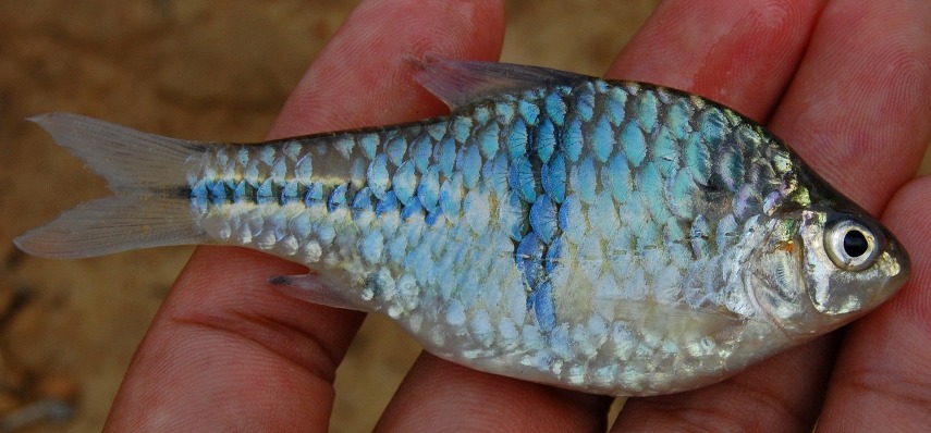 Freshly-collected specimen from the Napuh River, South Sumatra province, Sumatra.