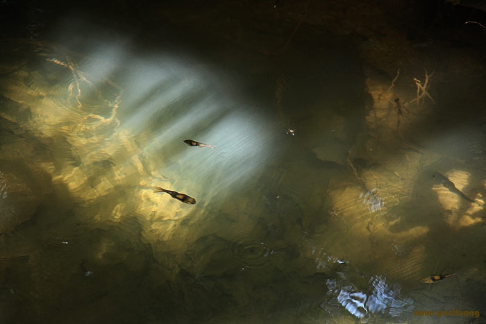 Wild fish in their natural habitat, southern Thailand.