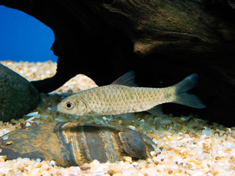 Specimen from the Thamirabarani River, Tamil Nadu state.