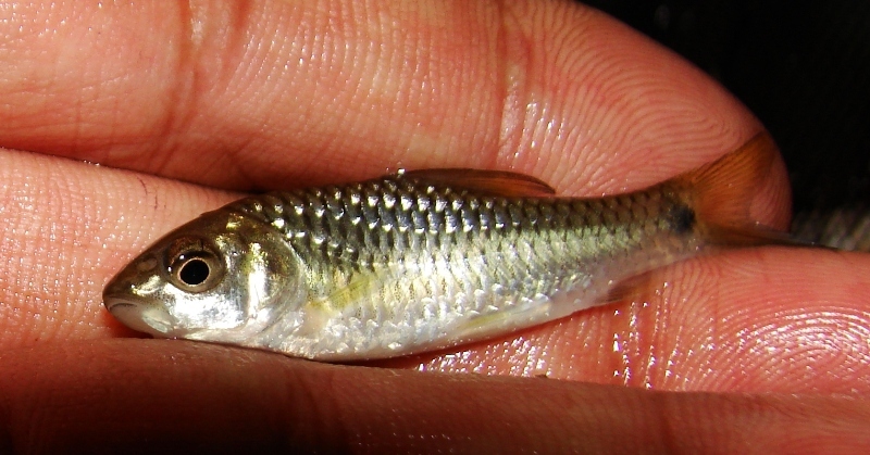 Freshly-collected specimen from the Cauvery River.