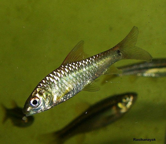Individual with a relatively small caudal peduncle marking from the Kali River, Karnataka.