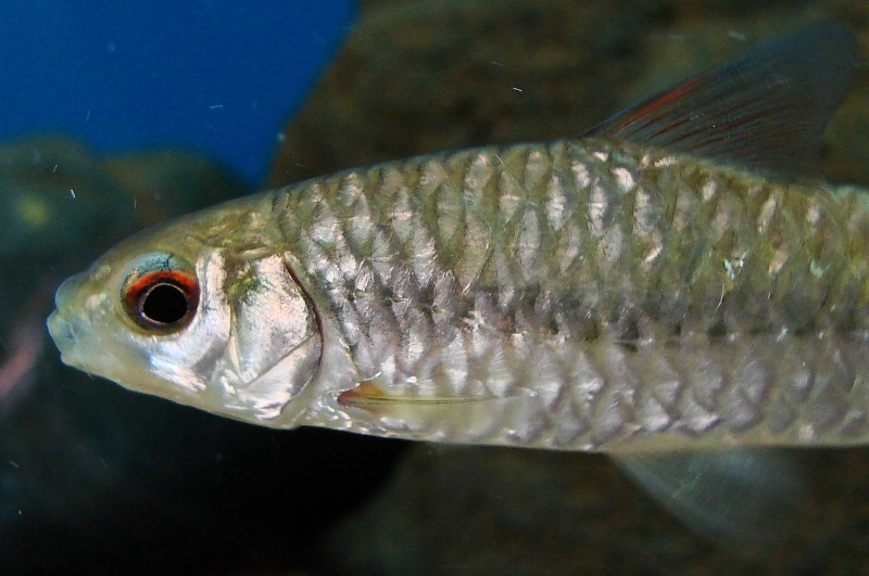 Detail of head and anterior portion of body.