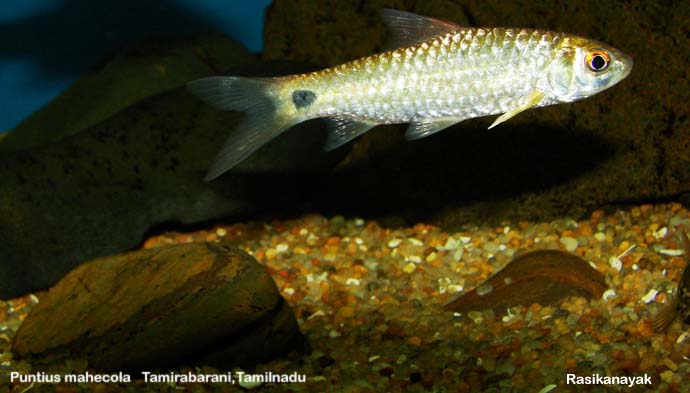 Specimen from the Thamirabarani River, Tamil Nadu state.