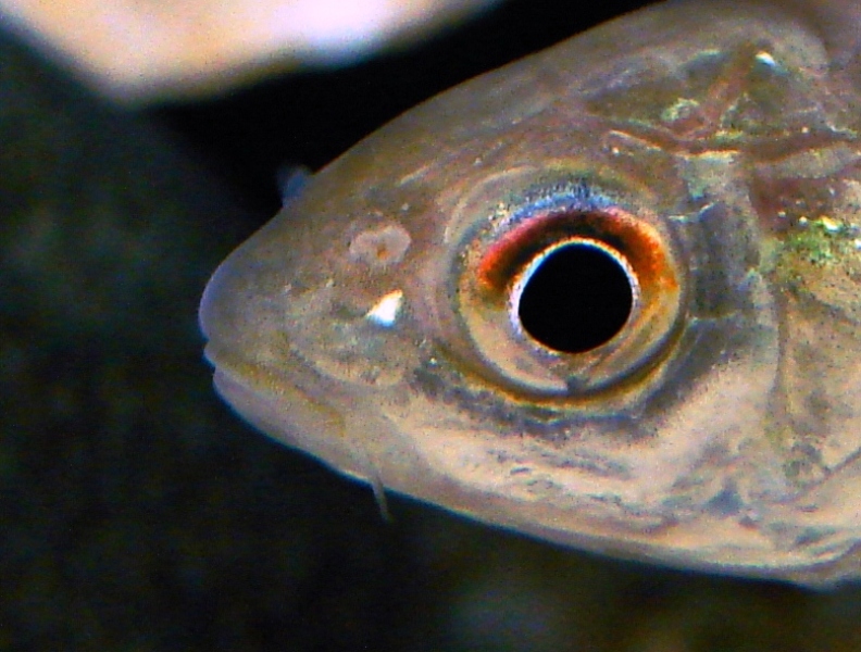 Head detail.