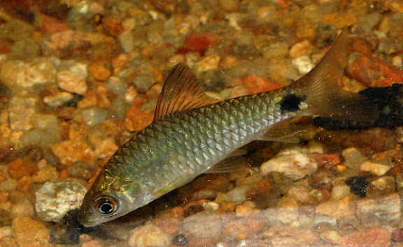 Individual collected close to Chikmagalur, Karnataka state.
