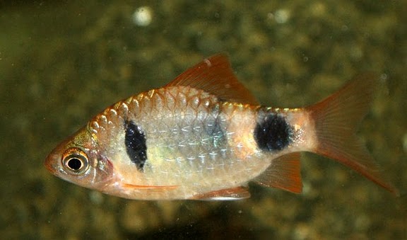 Adult male.