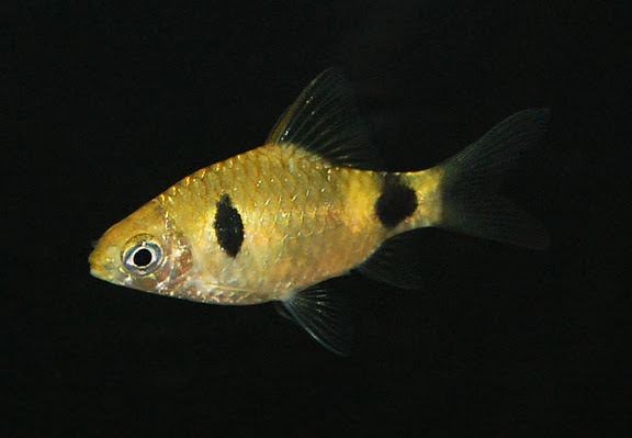 Subadult.